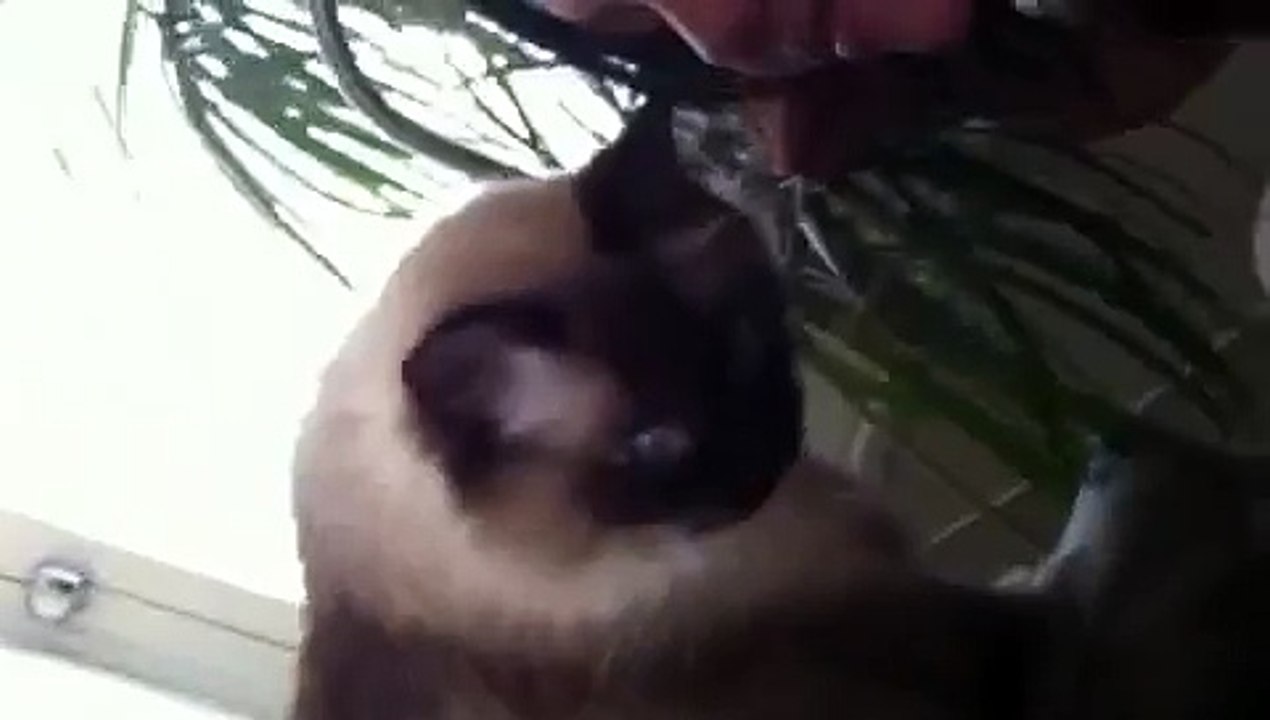 L Boss and Cat ea2lo5