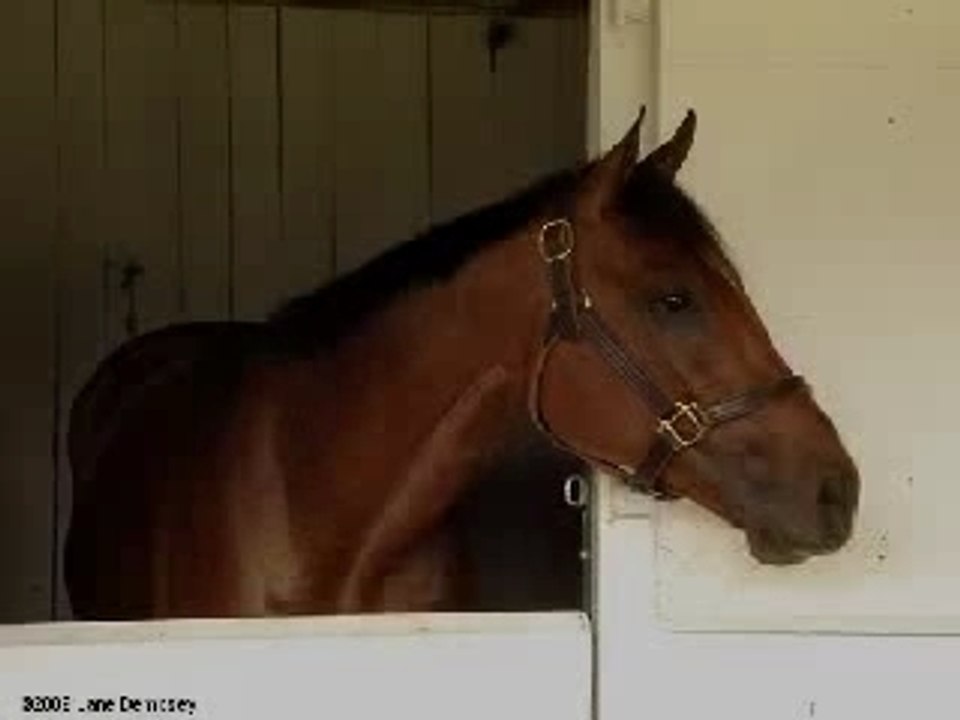 Barbaro