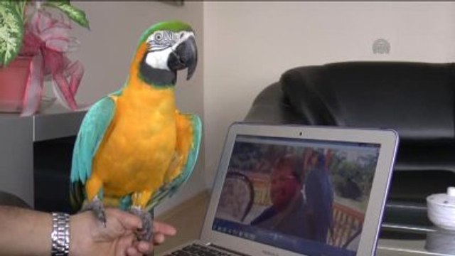 Özal'ın Papağanı 22 Yıldır Babasını Unutamıyor