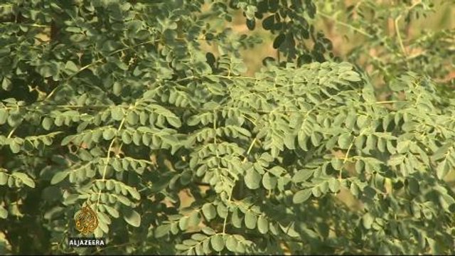 NGOs push for equal land rights for female farmers in S Africa