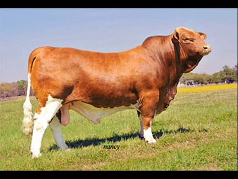 Gosht (Beef) Cattle ki zabardast breeds by Dr.Ashraf Sahibzada 4.3.2015