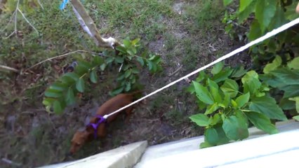 How to retrieve a cricket ball from the neighbors yard.