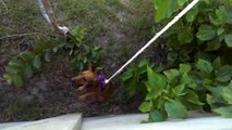 Utiliser son chien pour récupérer une balle dans le jardin du voisin!