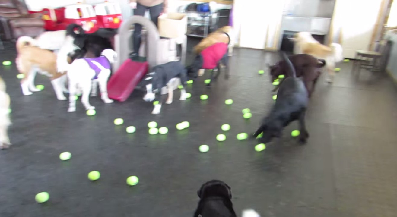 Slumber Party Mutts Have Fun With Tennis Balls