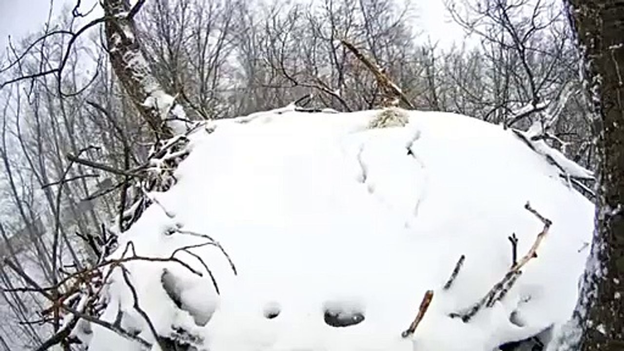Un aigle sort de son nid enneigé