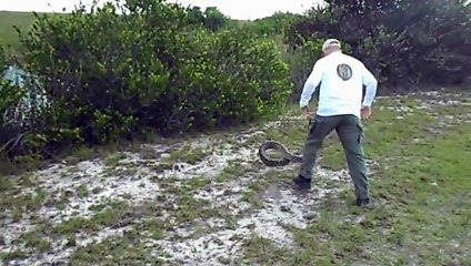 05.06.12 Python Captured in the Florida Everglades