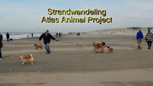 Honden strandwandeling Atlas Animal Project / Wassenaar 2015
