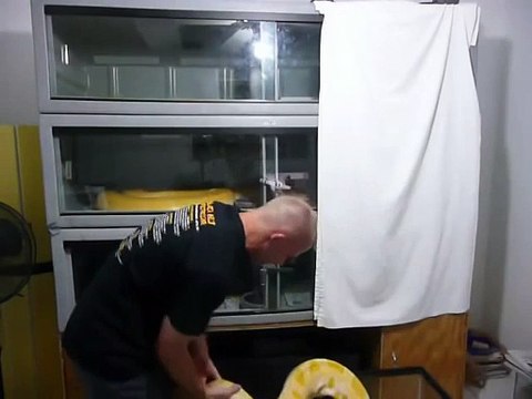 Albino Burmese Python pet