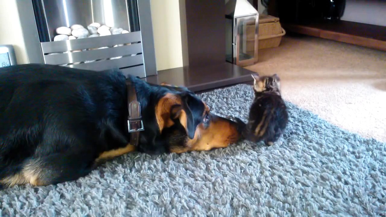 Big Dog and tiny kitten meet