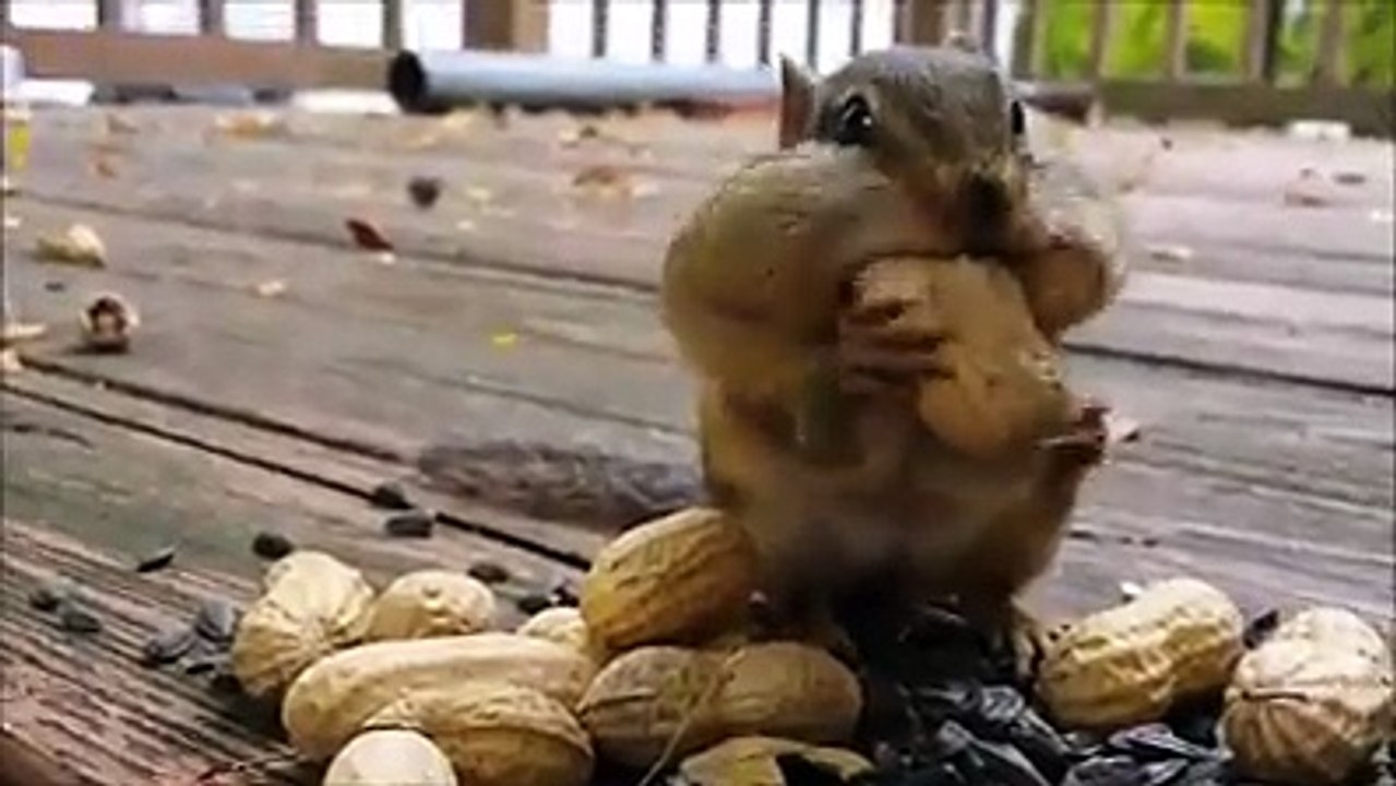 squirrel eats peanuts check it out