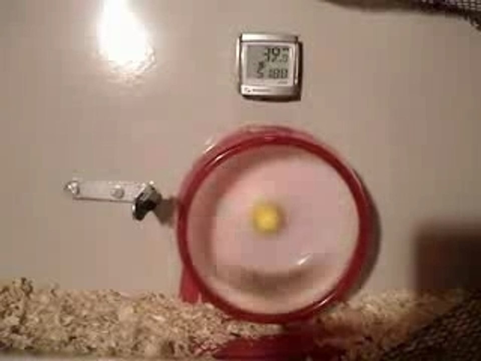 Hamster rapide lol