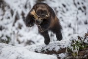 Un homme joue avec un animal très rare, le carcajou d'Alaska