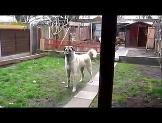 İki Yıl Sonra Sahibini Gören Kangal