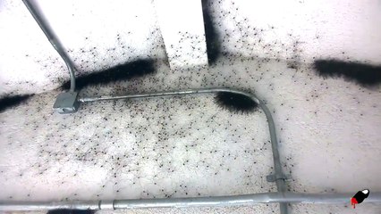 Sa maison se Retrouve Infesté d'Araignées