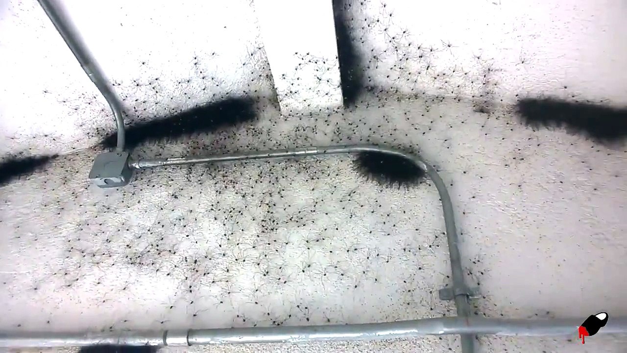 Sa maison se Retrouve Infesté d'Araignées