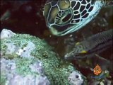 الجزيرة الوثائقية - كائنات أعماق المحيط - واحة في البحر - فيديو