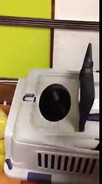 Ce que Fait ce Chat est Vraiment DRÔLE