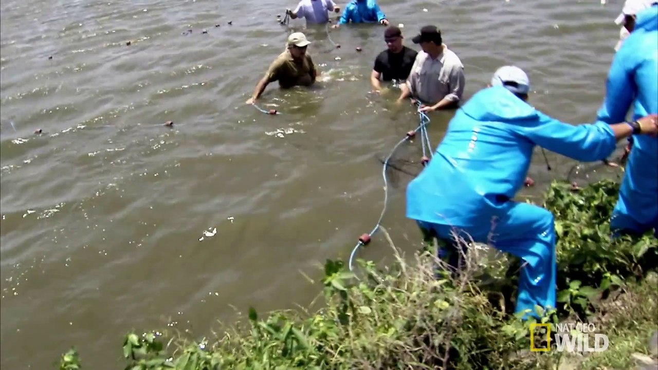 Python Hunters - Netting American Crocs