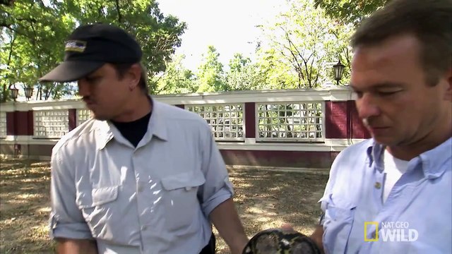 Python Hunters - Pythons in the Park