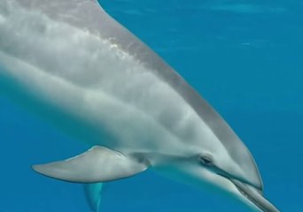 Download Video: Snorkeler Explores Underwater Life Near Hawaiian Coastline