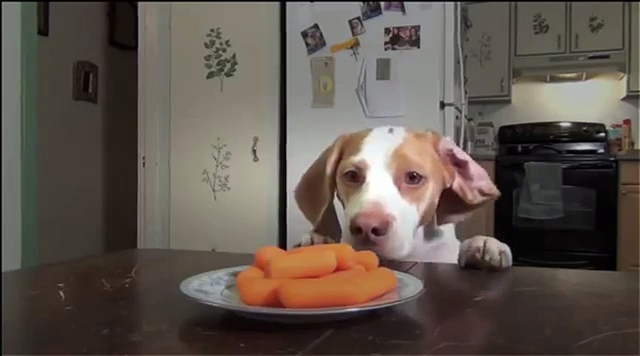 Dogs stealing carrots off the table