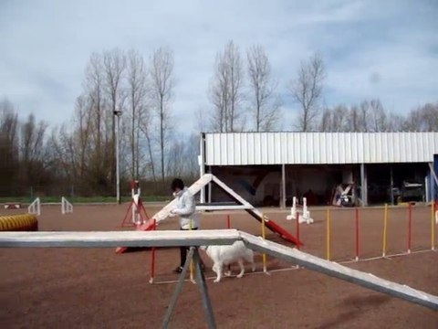 agility i'flore 25 mois des loups de la clarence