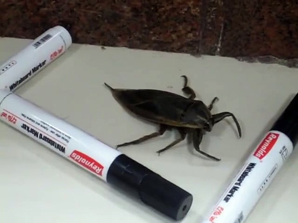 Large Insect