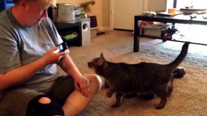 Download Video: Ce chat déteste le bruit du chat sur l'iPhone! En mode attaque...