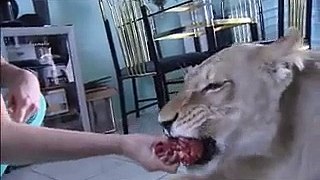 How A Lion attacks man at home -