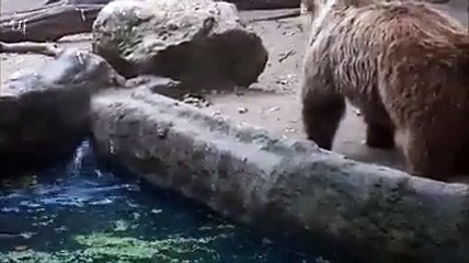 When We Talk About Heart And Compassion  Animals Are More Helpful Than The Human Beings Are