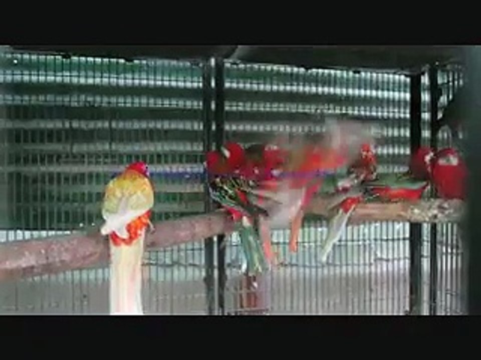 Red Eastern Rosella's of Syed Ovais Bilgrami.