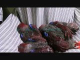 Eclectus Parrot Chicks of Syed Ovais Bilgrami