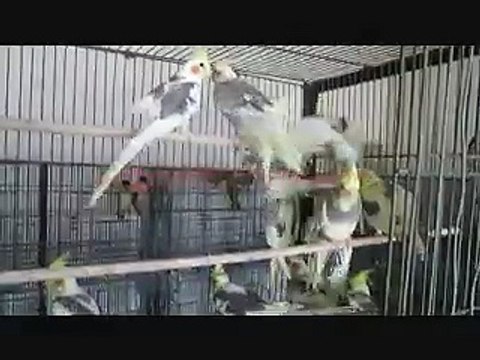 Pied and Pearl Pied Cockatiels of Syed Ovais Bilgrami.
