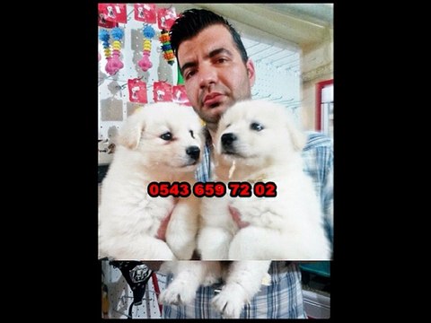 SATILIK SAMOYED YAVRULARI 0543 659 72 02 - 0532 425 87 27