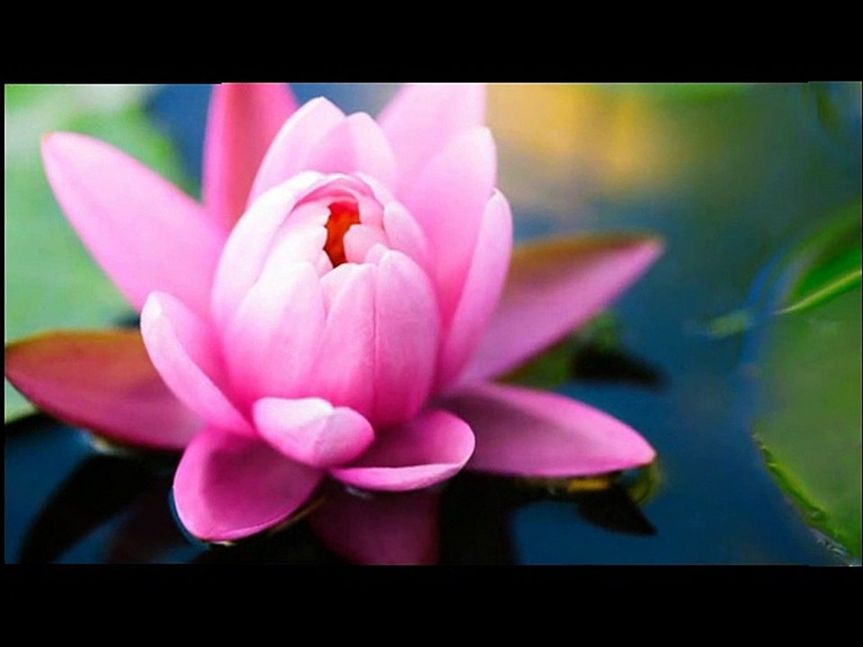 Le Lotus sacré ou Lotus d'Orient