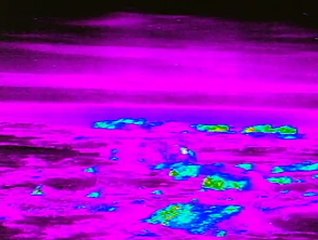 Urso Polar  - Território Selvagem - BBC