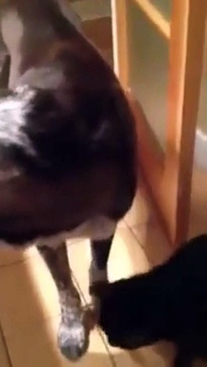 Cat excitedly reunites with dog after being away.