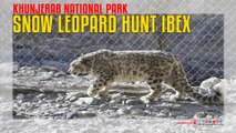 Snow Leopard Hunt Ibex IN Khunjerab National Park