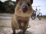 Adorable quokka souriant, mignon