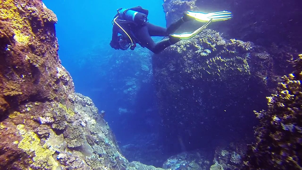 Sauvetage Tortue à La Réunion