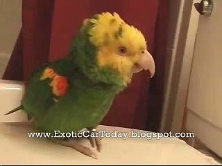 Beautiful Parrot singing in lovely voice