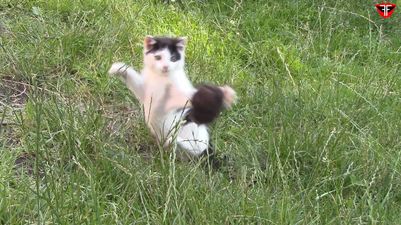 Kitty VS training mouse