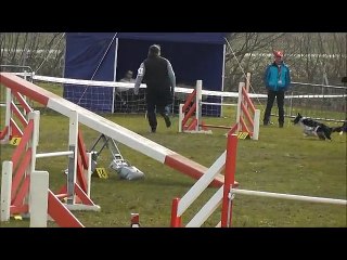Gin concours d'agility de Wissembourg 08/03/2015