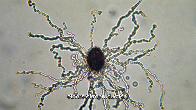 Truffles in Provence 1.2.1 - Truffle ?