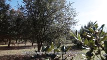 Truffles in Provence 1.2.2 - Plantations