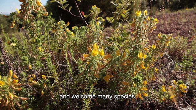Truffles in Provence 1.4 - A Truffle field