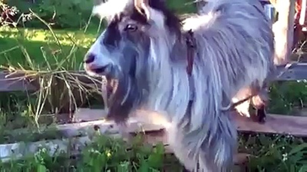 Break Dancer Goat