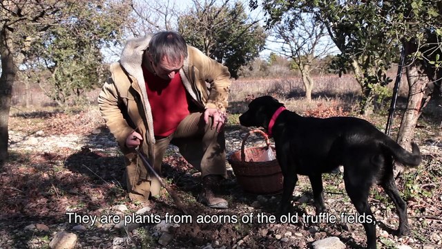 Truffles in Provence 2.2 - Truffle Grower and Chef