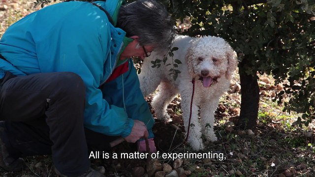 Truffles in Provence 2.3 - Truffle growing, a delicate hobby