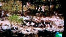 Wild animals 001